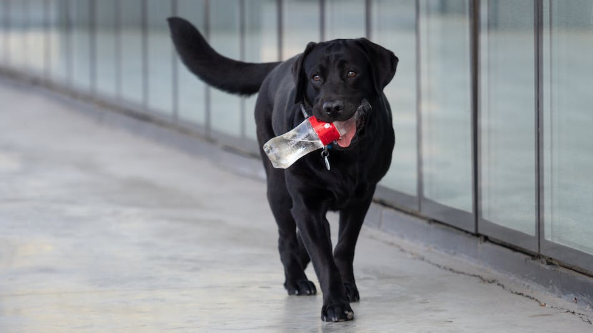 Animal Health Tech Services In Montreal, QC Compassion Vet